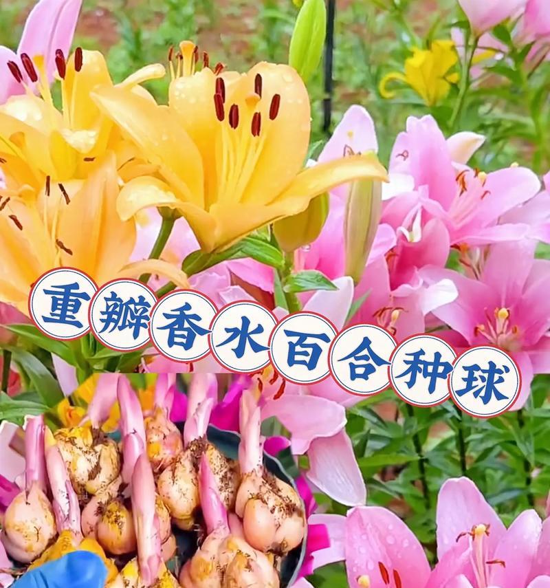 香水百合花的颜色（探寻香水百合花的美丽色彩）-第1张图片-绿意生活