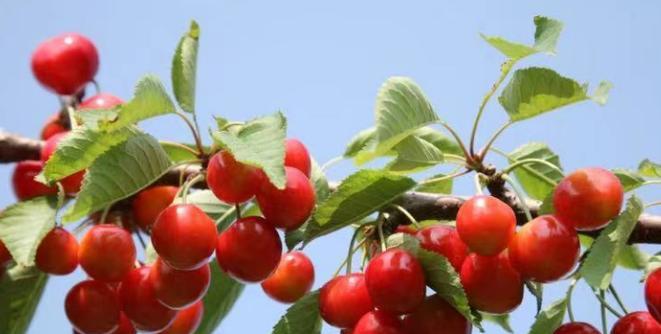 樱桃树种植全指南（樱桃树种植时间、地点、方法详解）-第2张图片-绿意生活