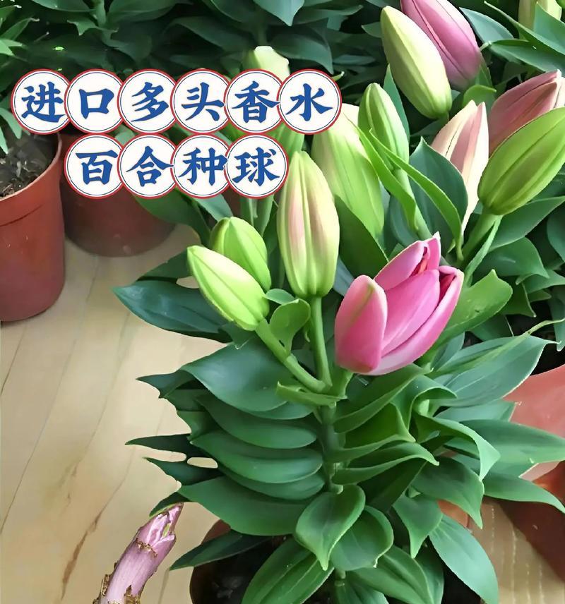 百合的室内养护方法（让你的居室更具生机）-第1张图片-绿意生活