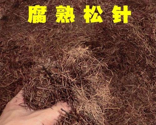 用松针种植兰花（如何利用松针种植兰花，一步步教你！）-第3张图片-绿意生活