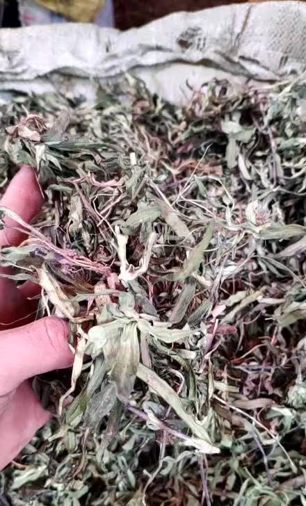 探秘龙胆草，神奇草药的功效与作用（解读龙胆草的多种功能和药效）-第3张图片-绿意生活