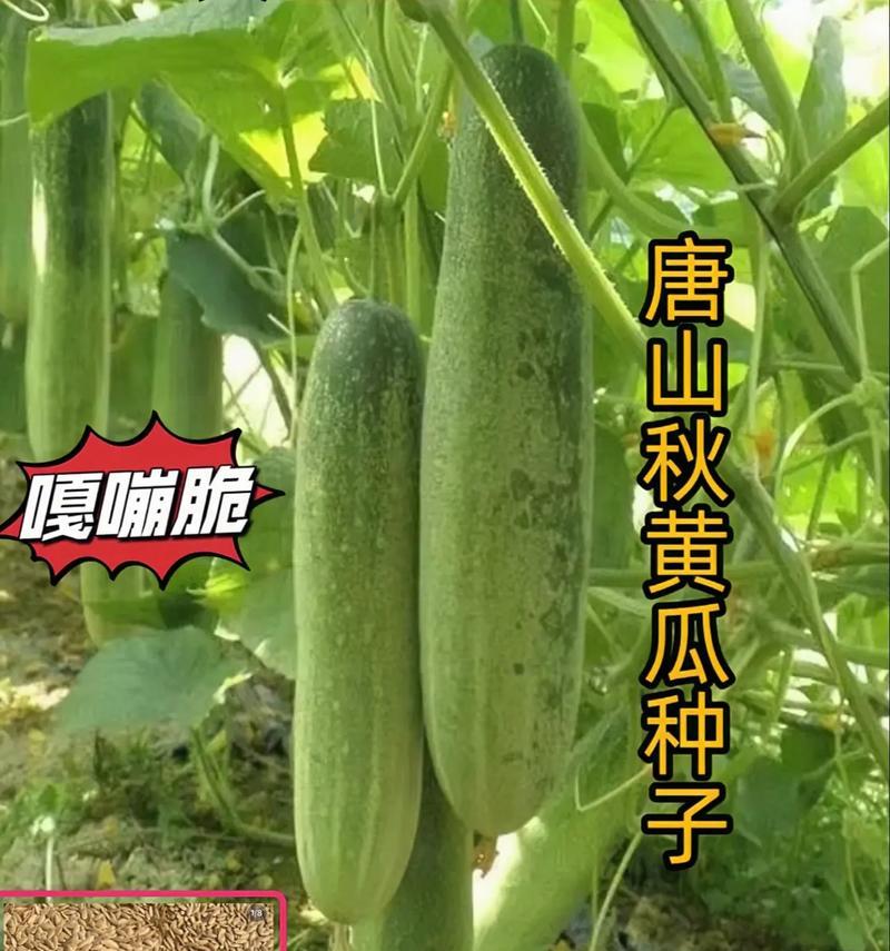 黄瓜生长条件和特性剖析（探究黄瓜的生命力和适应力，为高产增产提供参考）-第2张图片-绿意生活