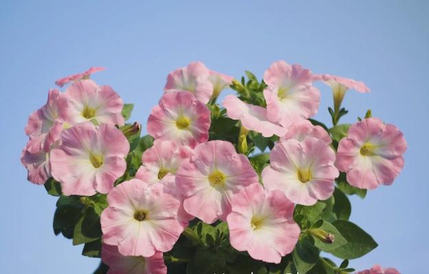 碧冬茄室内养殖攻略（在家也能种出美味蔬菜，轻松养殖碧冬茄！）-第2张图片-绿意生活