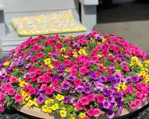 碧冬茄室内养殖攻略（在家也能种出美味蔬菜，轻松养殖碧冬茄！）-第3张图片-绿意生活