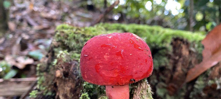 红菇采摘时间与技巧（掌握最佳采摘时间，享受美味红菇）-第3张图片-绿意生活