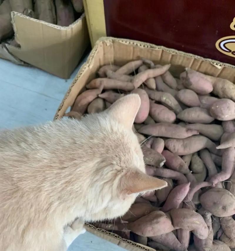 猫可以吃地瓜吗？-第1张图片-绿意生活