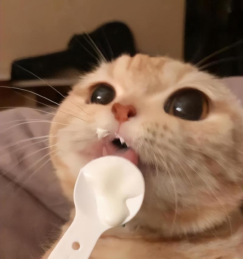 猫可以吃地瓜吗？-第3张图片-绿意生活