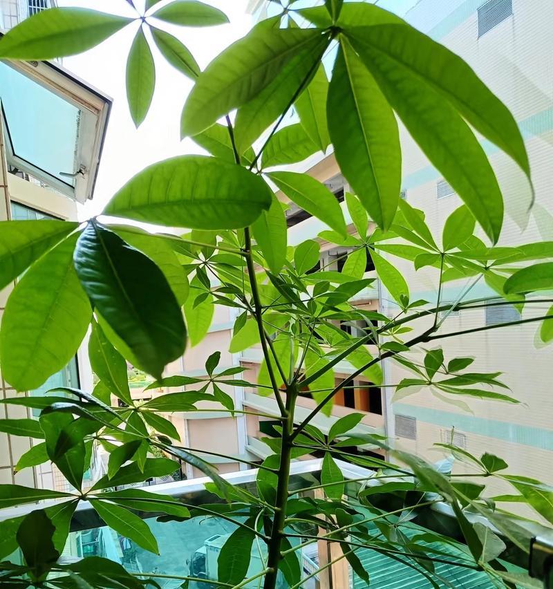 发财树剪枝时间的选择（掌握发财树剪枝的技巧，让它更加茂盛）-第1张图片-绿意生活