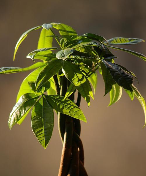 发财树剪枝时间的选择（掌握发财树剪枝的技巧，让它更加茂盛）-第2张图片-绿意生活