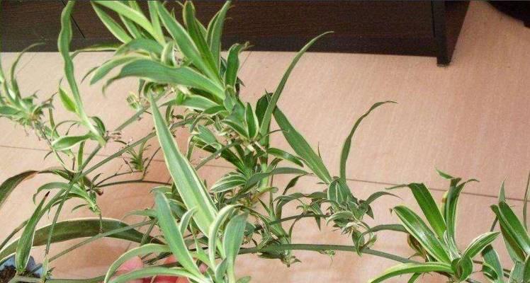阳台吊兰摆放指南（如何让你的阳台更美丽？）-第3张图片-绿意生活