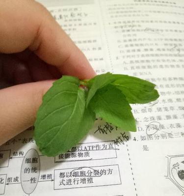 柠檬香蜂草和薄荷的区别（了解柠檬香蜂草和薄荷的特点和功效）-第2张图片-绿意生活