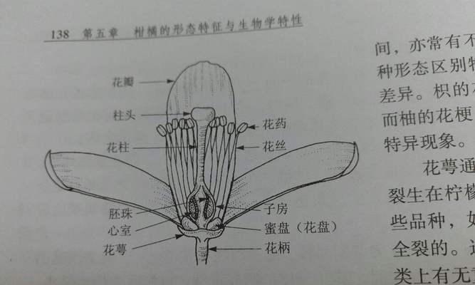 揭秘“完全花”之谜（从植物学角度探究桂花是完全花的真相，解读植物性别与花器官结构）-第1张图片-绿意生活