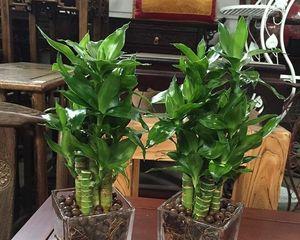 荷花竹，室内空气净化专家（探寻荷花竹的吸甲醛机理）-第1张图片-绿意生活
