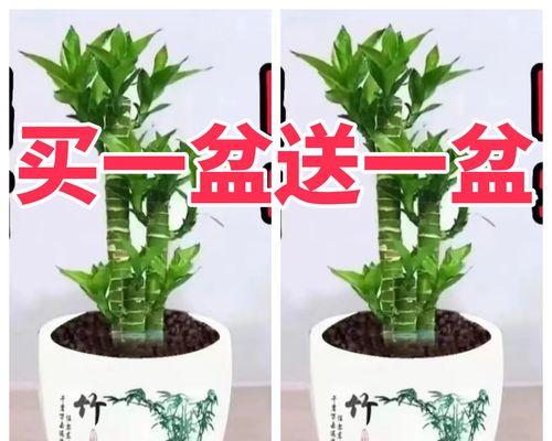 荷花竹，室内空气净化专家（探寻荷花竹的吸甲醛机理）-第2张图片-绿意生活