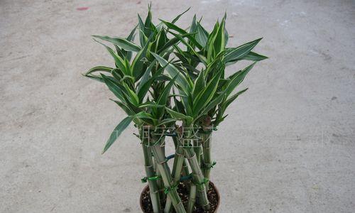 荷花竹，室内空气净化专家（探寻荷花竹的吸甲醛机理）-第3张图片-绿意生活