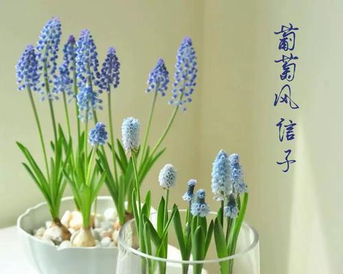 盆栽葡萄的土壤配方探究（最佳土壤配置和土壤管理技巧）-第1张图片-绿意生活