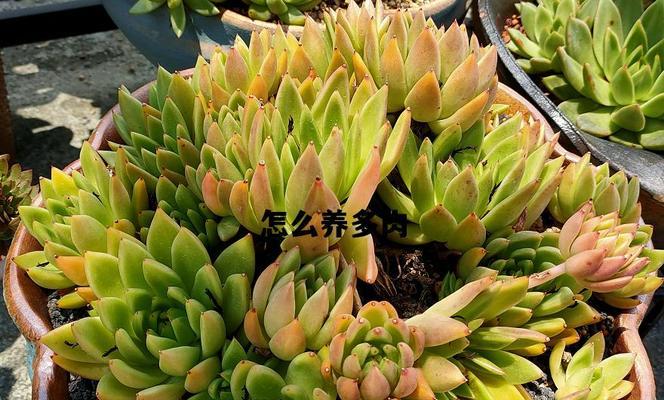 方塔多肉的养护与繁殖技巧（打造属于你的多肉植物天堂）-第3张图片-绿意生活