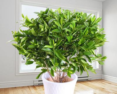 非洲茉莉水的管理技巧（春夏秋冬四季如何浇水才正确？）-第2张图片-绿意生活
