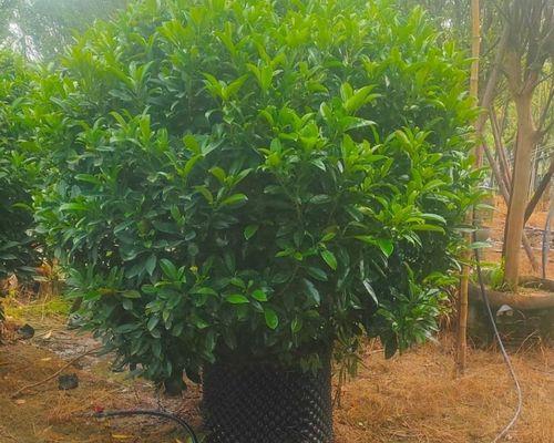 非洲茉莉水的管理技巧（春夏秋冬四季如何浇水才正确？）-第3张图片-绿意生活