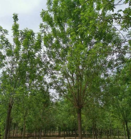 白蜡木：一种珍贵的树种-第2张图片-绿意生活