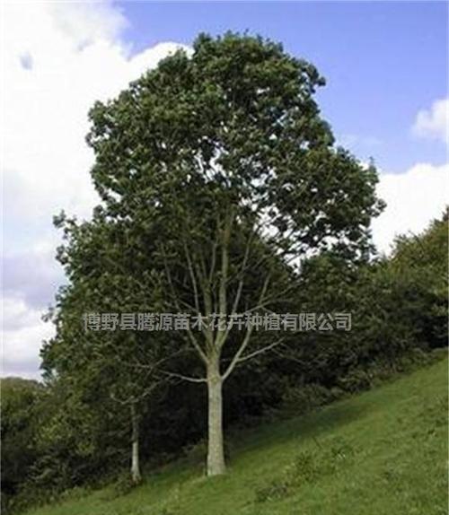 白蜡木：一种珍贵的树种-第3张图片-绿意生活