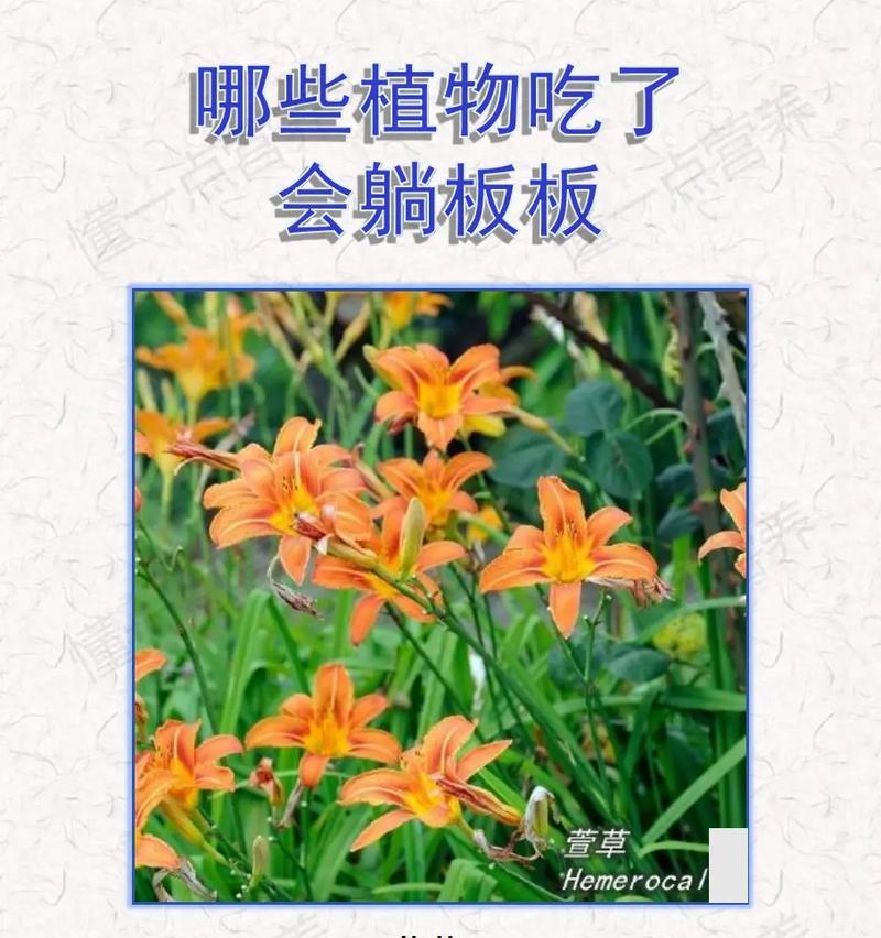 象征父母的植物（15种植物，代表家庭的温馨与爱）-第2张图片-绿意生活