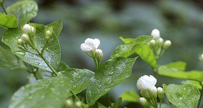 象征父母的植物（15种植物，代表家庭的温馨与爱）-第1张图片-绿意生活