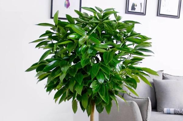 象征父母的植物（15种植物，代表家庭的温馨与爱）-第3张图片-绿意生活