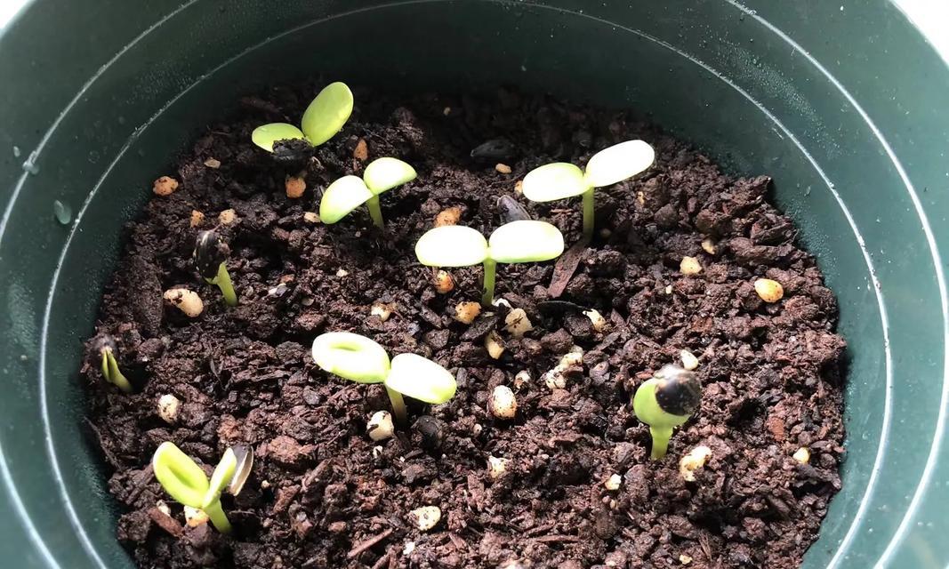 种植向日葵的最佳时机（向日葵的生长特点及最佳种植时间）-第2张图片-绿意生活