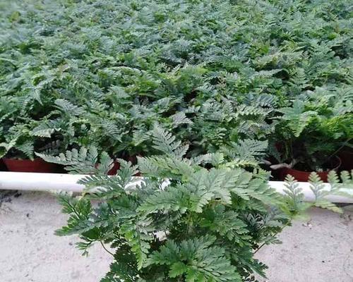 狼蕨（探究狼蕨的生长和特征）-第3张图片-绿意生活