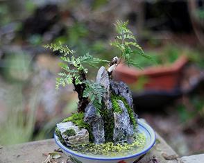 狼蕨（探究狼蕨的生长和特征）-第2张图片-绿意生活