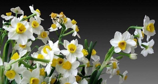 水仙花的冬季养护（水仙花冬天怕冷吗？冬天能否放室外？如何耐寒？）-第1张图片-绿意生活