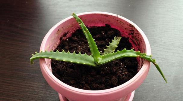 火龙果盆栽的结果与技巧（从育苗到结果，助你成为火龙果种植专家）-第2张图片-绿意生活