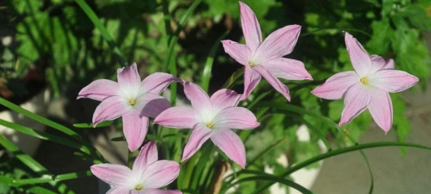 风雨兰催花方法与技巧（如何让风雨兰快速开花？）-第1张图片-绿意生活