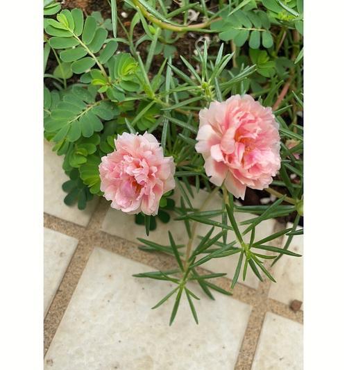 风雨兰催花方法与技巧（如何让风雨兰快速开花？）-第3张图片-绿意生活