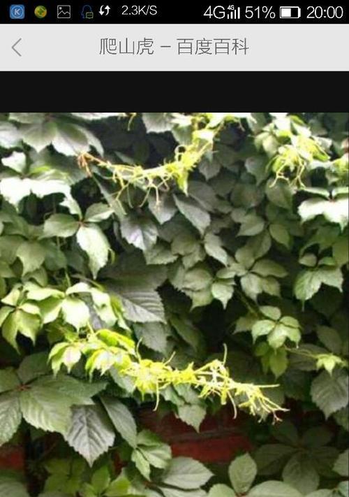 爬山虎，草本植物还是灌木植物？——探究爬山虎的分类-第1张图片-绿意生活