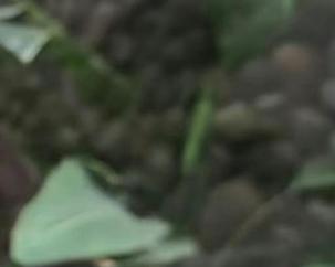 碧光环配土法，打造健康的种植环境（从土壤到植物，全面解析碧光环配土方法）-第2张图片-绿意生活