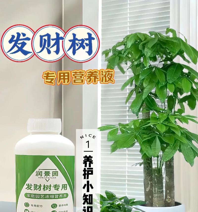 夏季如何养护你的发财树，让它茁壮成长（养护技巧、注意事项、合理浇水）-第1张图片-绿意生活