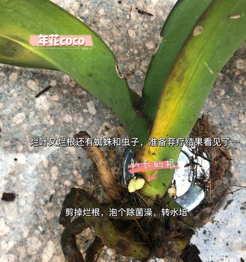 蝴蝶兰的栽种方法和注意事项（打造美丽的蝴蝶兰家园）-第2张图片-绿意生活