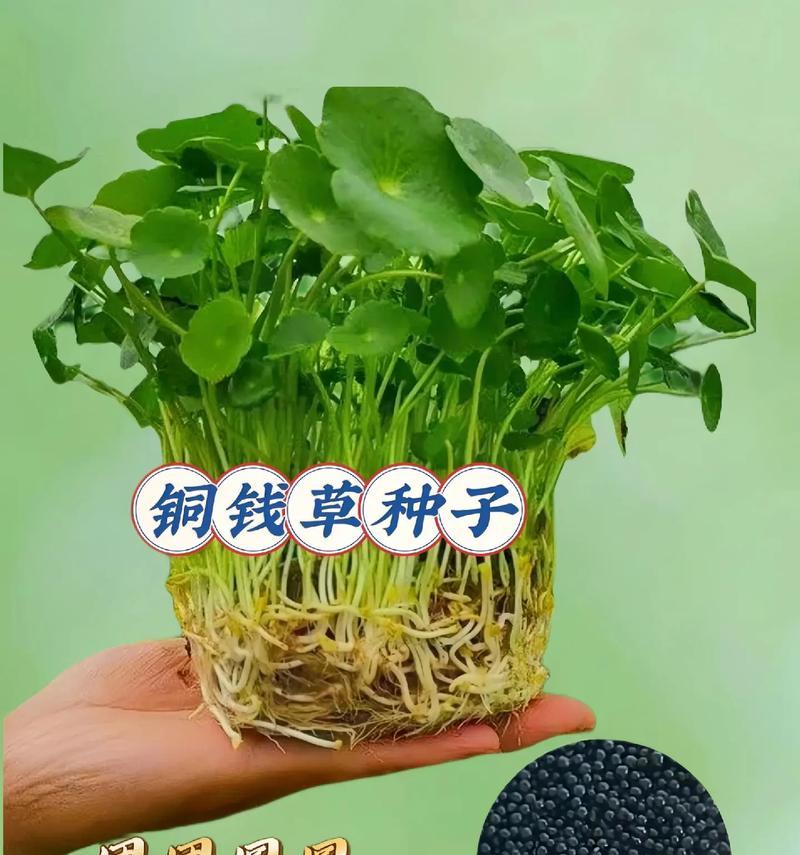种植幸运草的正确方法（一盆幸运草如何养出多株鲜绿？）-第1张图片-绿意生活