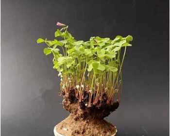 种植幸运草的正确方法（一盆幸运草如何养出多株鲜绿？）-第3张图片-绿意生活
