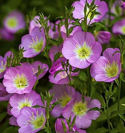 打造院子的花海乐园（选择适合种植的花卉，让您的院子充满生机）-第1张图片-绿意生活