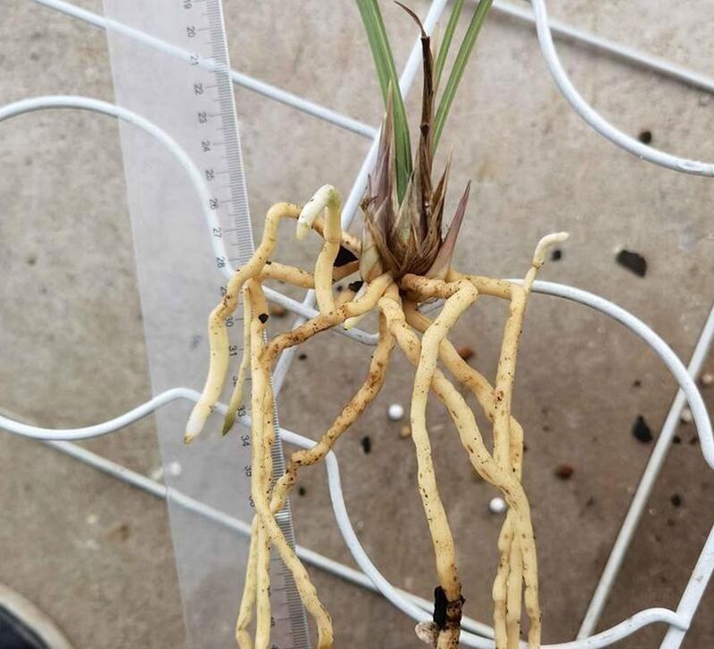 兰花剪枝修剪技巧（时间、方法与注意事项）-第2张图片-绿意生活