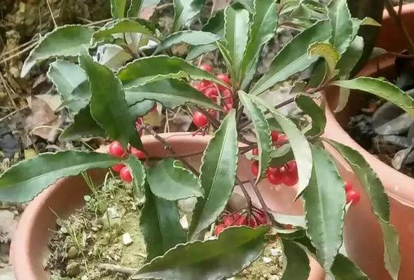如何种植富贵籽？（种植方法和注意事项）-第1张图片-绿意生活