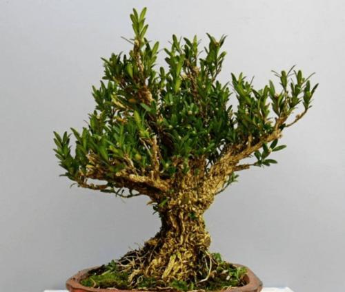 小叶黄杨的真实身份（探究小叶黄杨是不是草本植物）-第1张图片-绿意生活