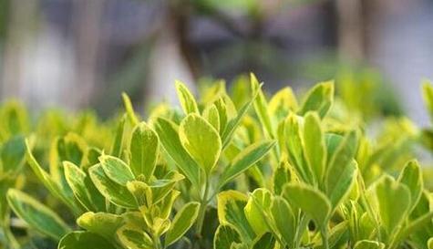 小叶黄杨的真实身份（探究小叶黄杨是不是草本植物）-第3张图片-绿意生活
