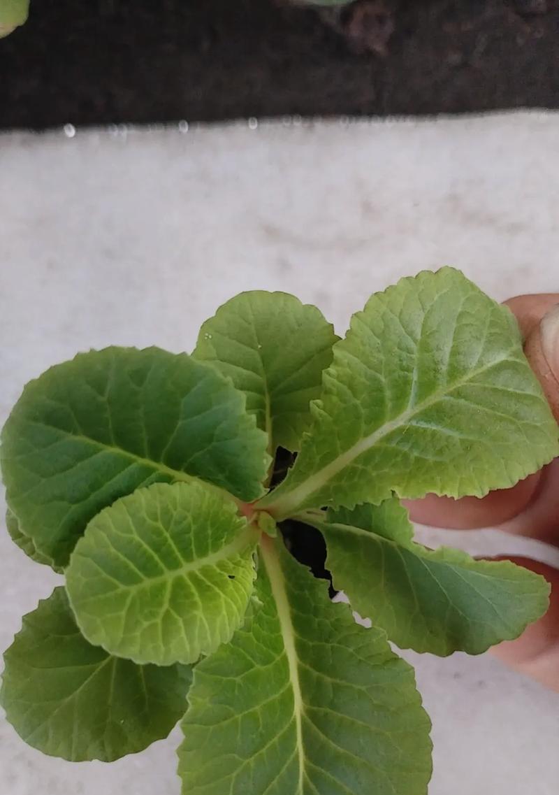 报春花家庭养护指南（如何让你的报春花健康生长）-第2张图片-绿意生活