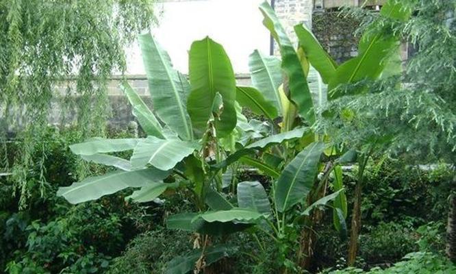 芭蕉不是树，是草（探究芭蕉的植物特征和分类）-第2张图片-绿意生活