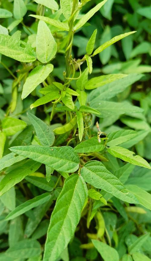 探秘我国国家二级保护植物（关注植物保护，呵护生态环境）-第1张图片-绿意生活