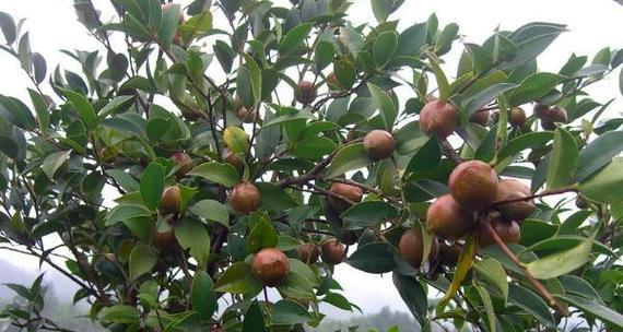 油茶树的生长环境条件及特点（适应性强，耐旱耐寒，产油量高）-第1张图片-绿意生活